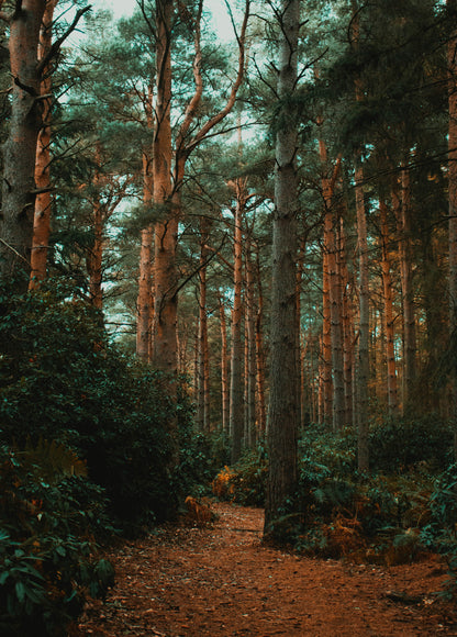 Piney Forest Car Diffuser